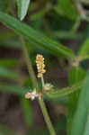 Slender threeseed mercury